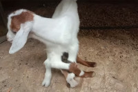 Рођена коза са осам ногу: „Маја је наша амајлија“ VIDEO