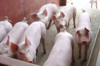 Crna Gora zbog afričke svinjske kuge zabranila uvoz svinja iz komšiluka