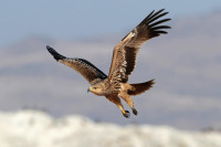 Пронађена два гнијезда орлова крсташа, најрјеђе птице у Србији