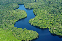 Амазонске шуме спречавају више од 15 милиона случајева болести сваке године