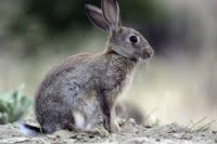 Novi Zeland: Lov na zečeve otkazan, mještani žele da ih likvidiraju virusom