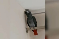 Papagaj pravoslavnog monaha naučio molitve: Ptica bila agresivna, a sada smireno izgovara riječi VIDEO