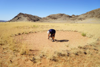 Откривена мистерија "вилинских кругова" у пустињама