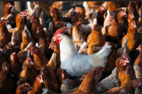 Kinez završio u zatvoru jer je preplašio komšijine kokoške: Stradalo 1.100 ptica
