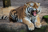 Tigrovi spaseni sa ivice izumiranja