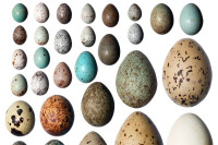 Најмање јаје величине тик-так бомбона, а највеће као фудбалска лопта: Шест занимљивости o јајима