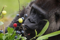 Најстарија горила на свијету Фатоу прославила 66. рођендан