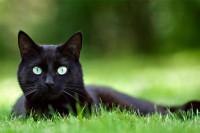 Важе за носиоце лоше среће: Каква је нарав црних мачака