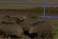 Krdo divljih svinja uslikano u sarajevskom naselju Vogošća VIDEO