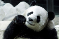 Тајланд: Угинула једина џиновска панда, женка Лин Хуи