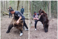 ММА борац рвао се с медвједом у шуми, резултат је 2:1 ево за кога ВИДЕО