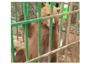 Љубо више неће бити у кавезу: Црна Гора добила резерват за медвједа