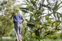 Експанзија засада маслине и смокве на југу Српске
