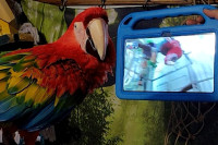 U naučnom eksperimentu papagaji naučili da koriste video-pozive