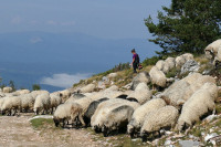 Pastiri ne mare za brucelozu