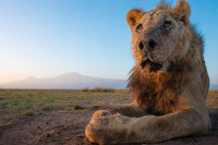 Кенија: Убијен дивљи лав за кога се вјерује да је један од најстаријих на свијету