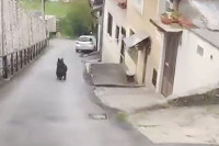 Снимљен медвјед како лута улицама Сарајева ВИДЕО