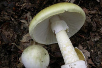 Пронађен противотров за најсмртоноснију печурку