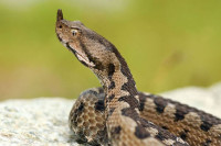 Отровна змија ујела девојку код Ниша