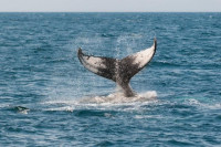 Китови-убице разбили брод код Шпаније