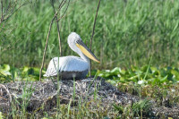 На Скадарском језеру живи 165 одраслих пеликана