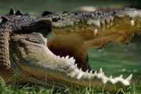 Australijanac se izbavio iz čeljusti krokodila