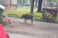 У загребачком насељу дивље свиње копале по контејнерима