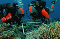 Koralni grebeni u Pacifiku kriju milione bakterija