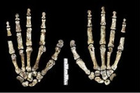 Homo naledi sahranjivao svoje pokojnike 160.000 godina ili više prije čovjeka