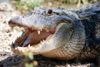 Kostarika: Ženka krokodila samostalno zatrudnila