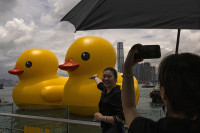 Dvije džinovske gumene patke, nova atrakcija u Hongkongu