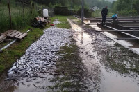 Inspektori u Šipovu procjenjuju štetu nakon pomora šest tona ribe