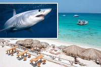 У Египту ће од ајкуле која је убила руског туристу направити мумију