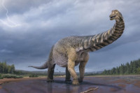 Откривена врста диносауруса са пачијим кљуном
