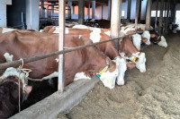 Sokolački mljekari uplatili pomoć prijedorskom poljoprivredniku koji je ostao bez sedam krava