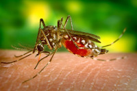 Evo kako se Hrvatska bori protiv ljetnih "napasti": Uvoze 100.000 komaraca