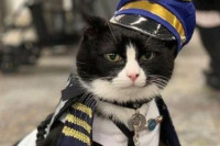 Mačak „zaposlen“ na aerodromu u San Francisku: Nema stresa dok je on u smjeni