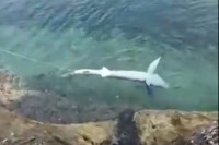 Вукао везану ајкулу дуж обале у Хрватској