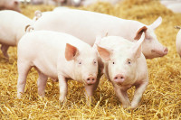 Семберски фармери пријављују масовна угинућа свиња