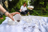 Загреб: У природу пуштена прва група увезених стерилних комараца