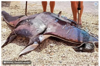 Црногорци уловили „морског ђавола”, једну од највећих риба у Јадрану