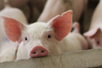 Afrička svinjska kuga potvrđena i u Hrvatskoj