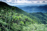 Сваких пет секунди уништи се тропска шума величине фудбалског терена
