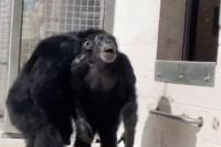 Prvi put u životu ova je čimpanza vidjela nebo: Život je provela u kavezu