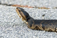 Гомила змија тик уз море на све популарнијем љетовалишту ВИДЕО