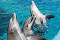 Мајке делфина имају једну заједничку карактеристику са људима