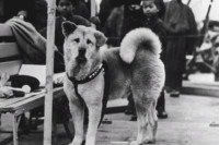 Хачико: Најоданији пас на свијету пуни 100 година