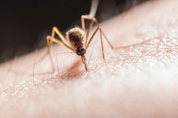 Аустралија: Комарци и опосуми могу да преносе болест која "једе месо"