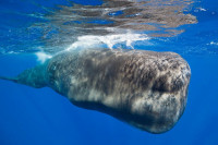 Ćilibar vrijedan 500.000 evra pronađen u utrobi uginulog kita