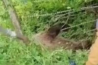 Мјештани Јајца спасили мечку која се запетљала у жицу VIDEO